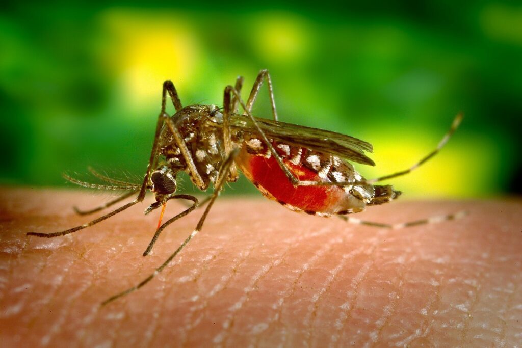 Mosquito Aedes aegypti